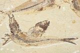 Four Cretaceous Fossil Fish (Scombroclupea) - Lebanon #201376-1